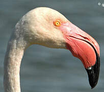 Greater Flamingo