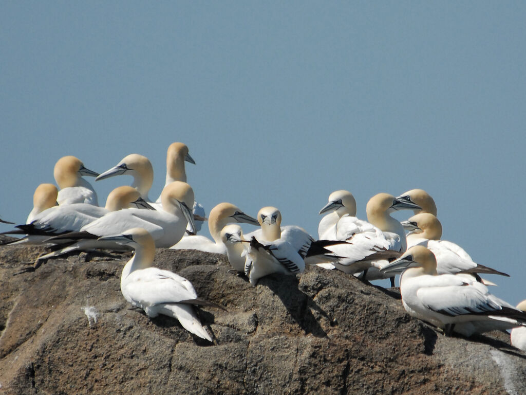 Northern Gannet, Behaviour