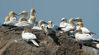 Northern Gannet