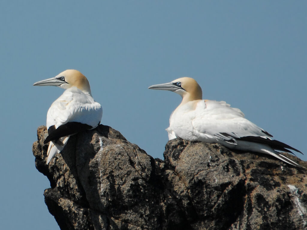 Northern Gannet, identification