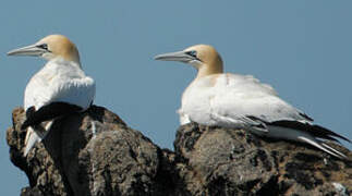 Northern Gannet