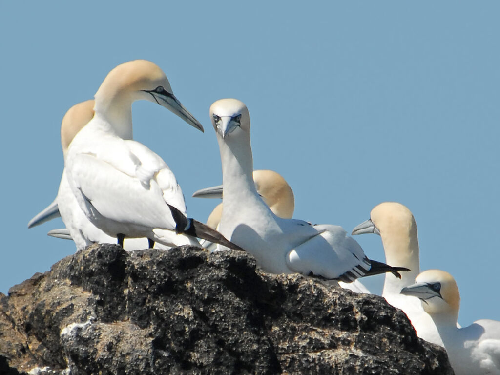 Northern Gannet, identification