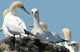 Northern Gannet