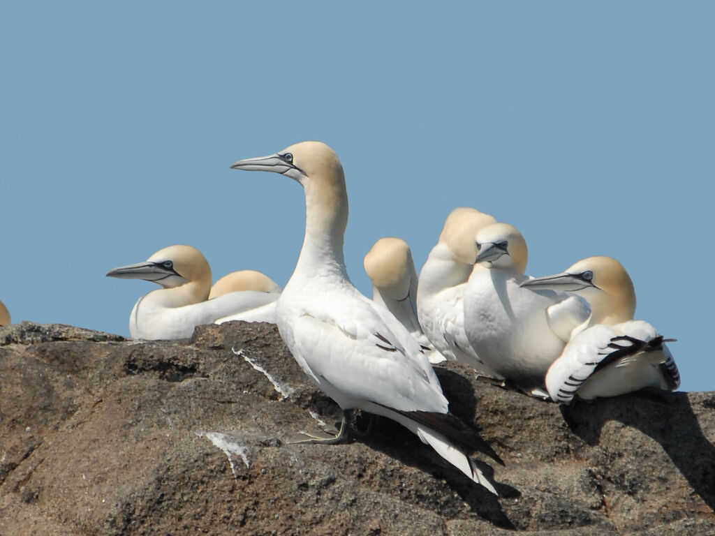 Northern Gannet, identification