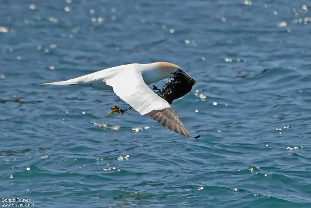 Northern Gannetadult, Reproduction-nesting, Behaviour