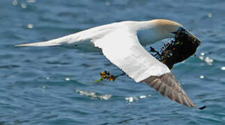 Northern Gannet