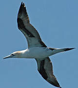 Northern Gannet