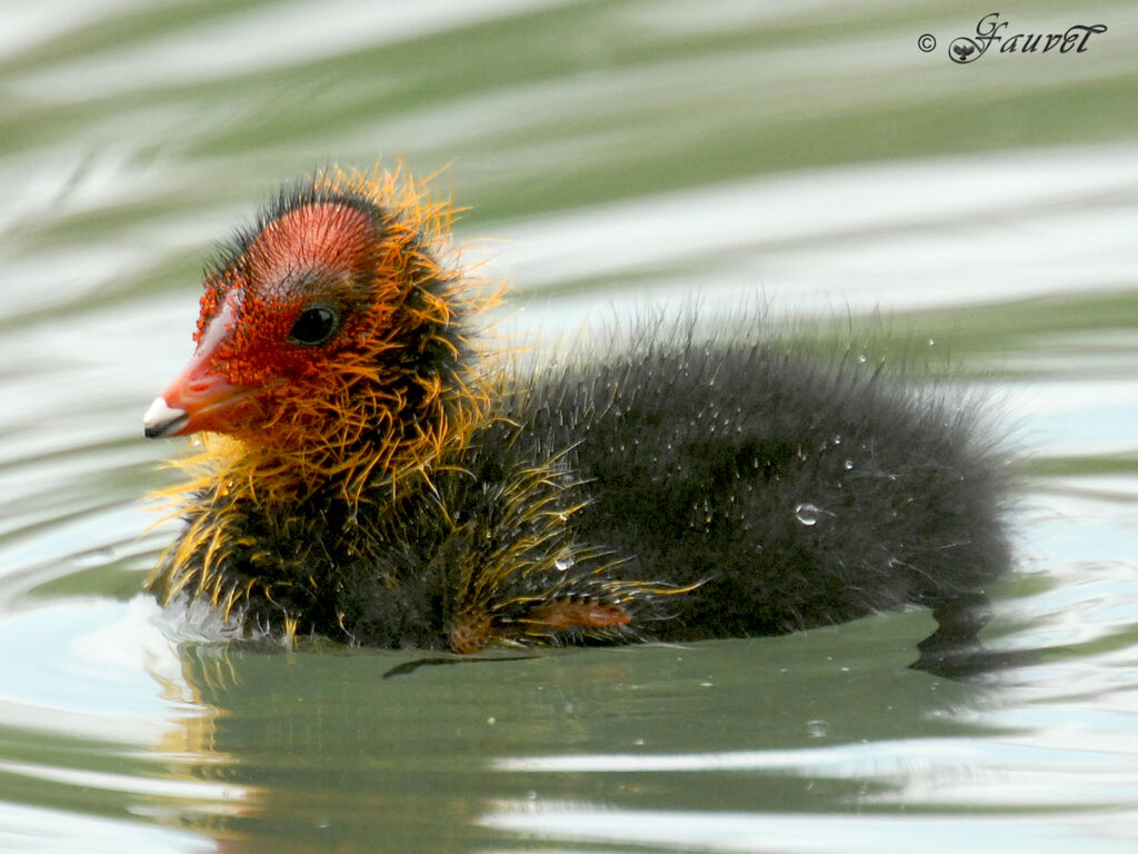 Eurasian Cootjuvenile