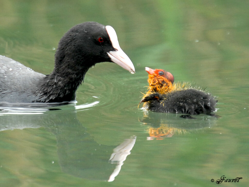 Eurasian Coot