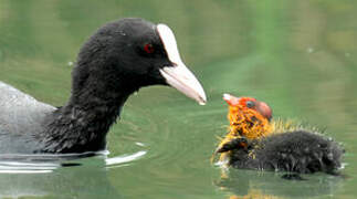 Eurasian Coot