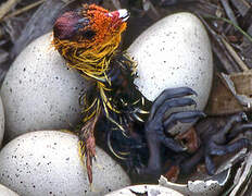 Eurasian Coot