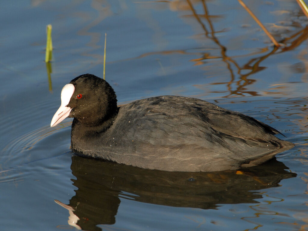 Eurasian Coot, identification