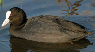 Eurasian Coot