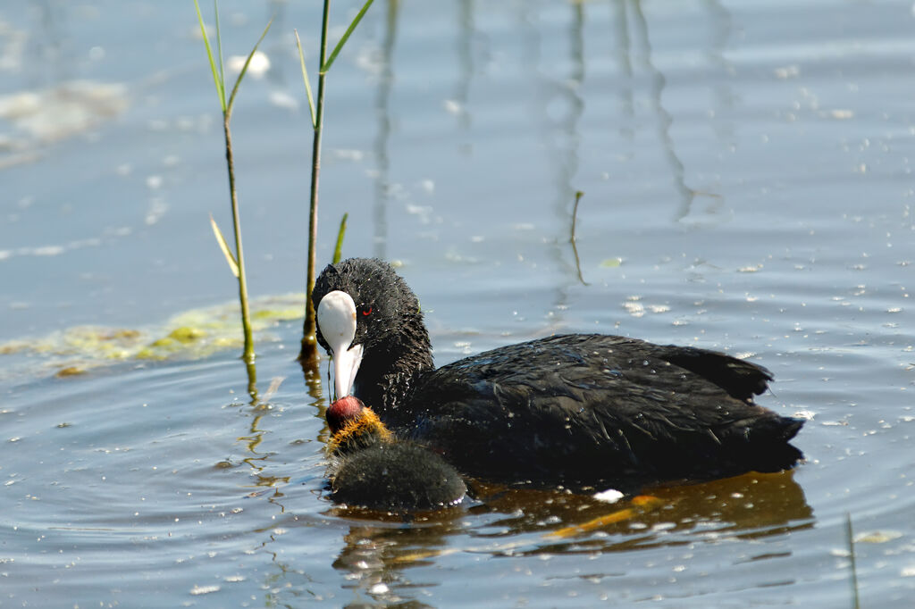 Foulque macrouleadulte nuptial, identification, Nidification