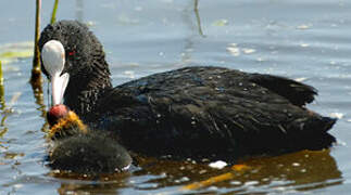 Eurasian Coot