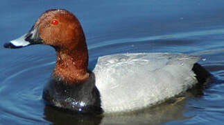 Common Pochard