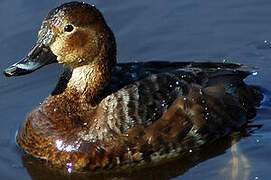 Common Pochard