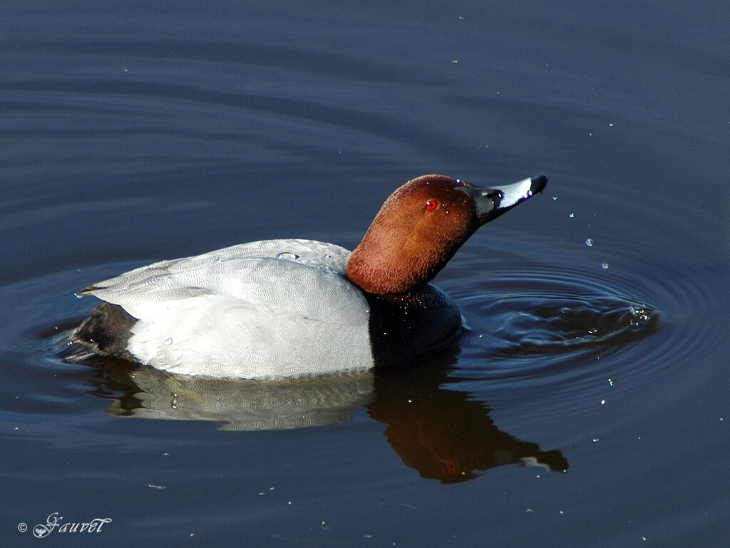 Common Pochard male adult breeding