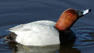 Common Pochard