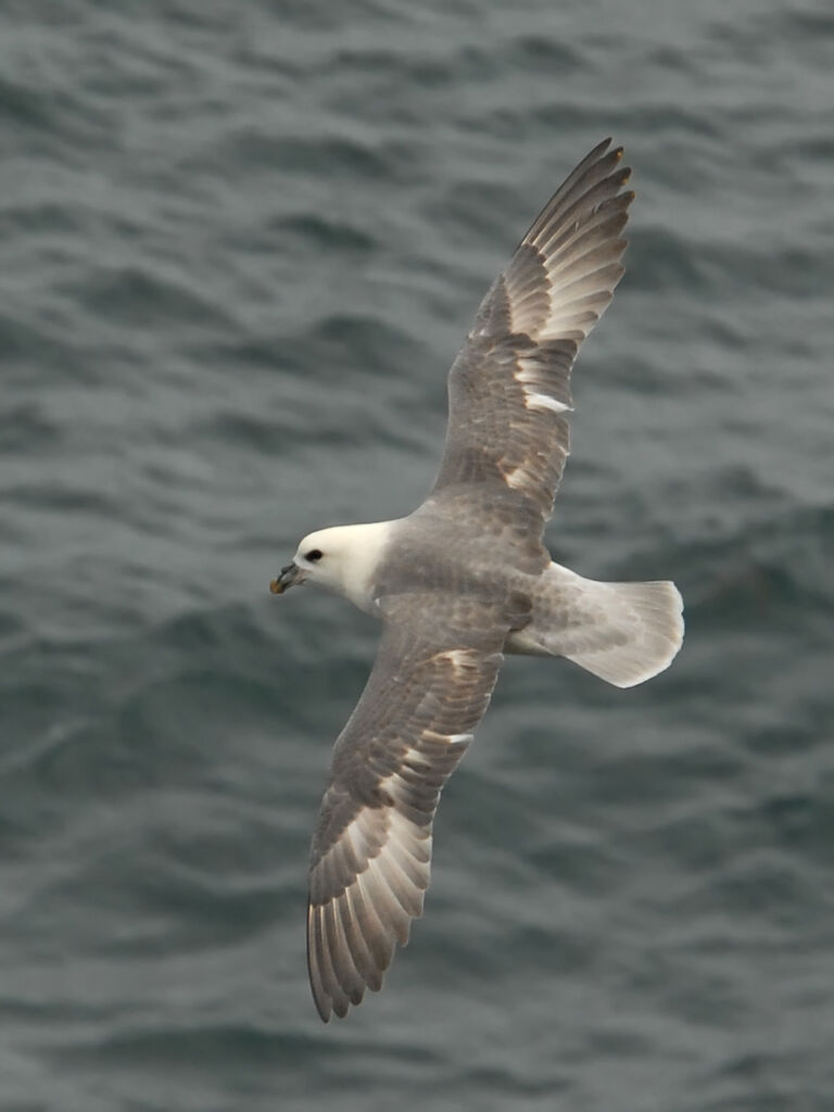 Fulmar boréaladulte, Vol