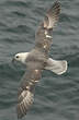 Fulmar boréal