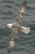 Northern Fulmar