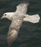 Fulmar boréal