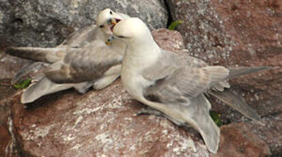 Fulmar boréal