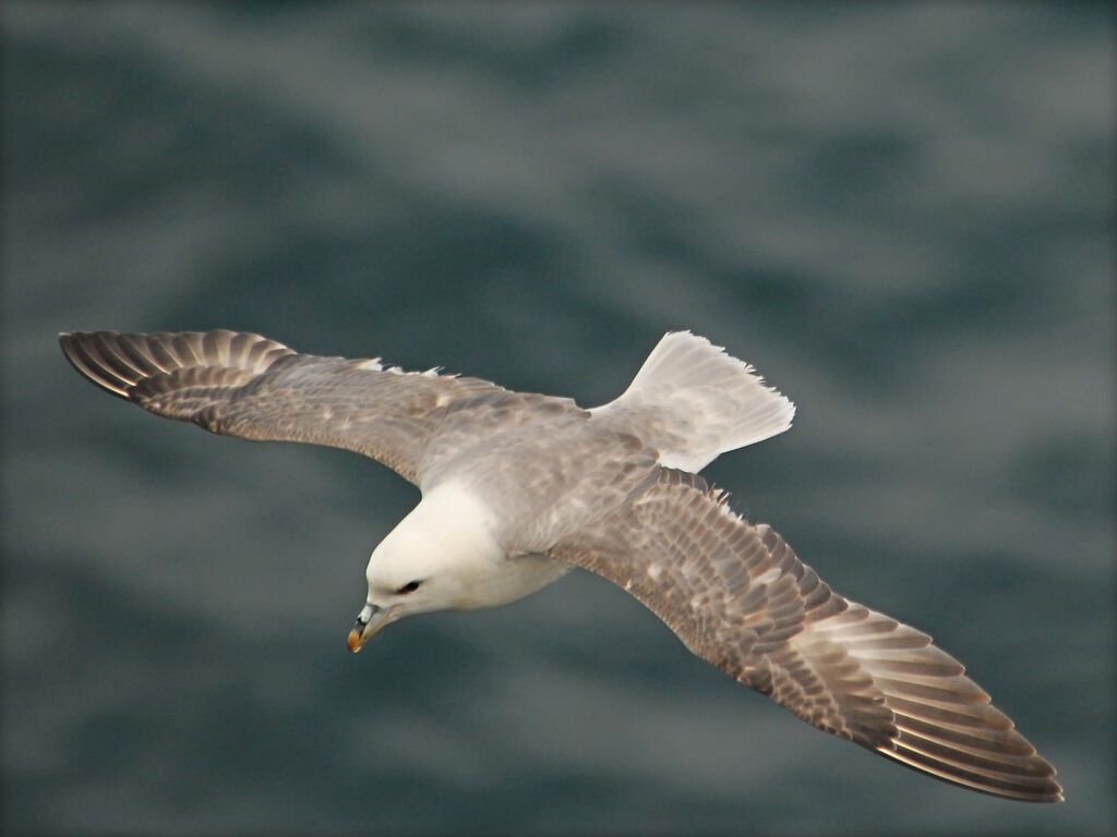 Fulmar boréal, Vol