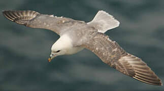 Fulmar boréal