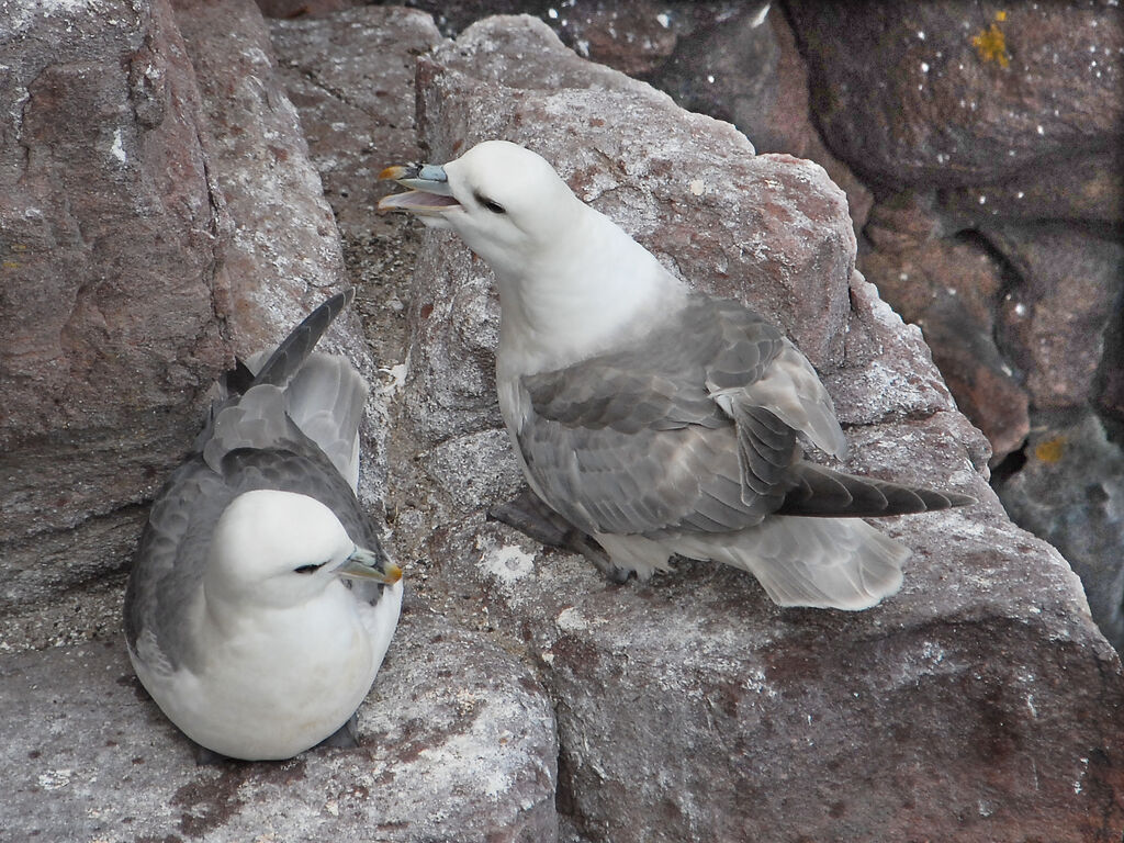 Fulmar boréaladulte, identification, Comportement