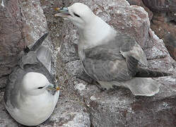 Northern Fulmar