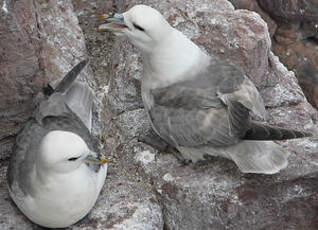 Fulmar boréal