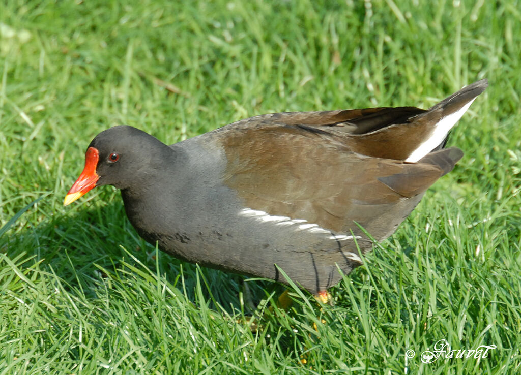 Gallinule poule-d'eau