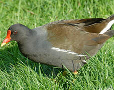 Common Moorhen