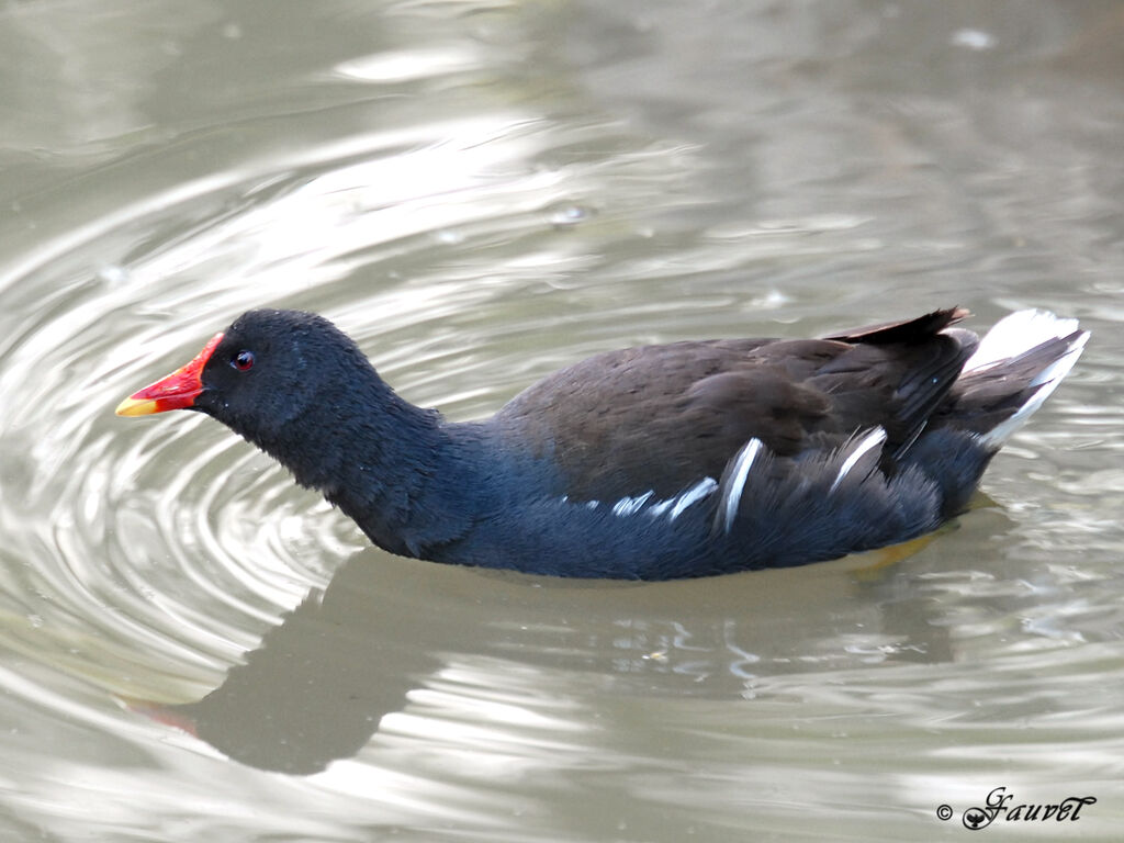 Common Moorhen