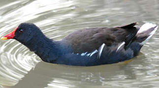 Common Moorhen