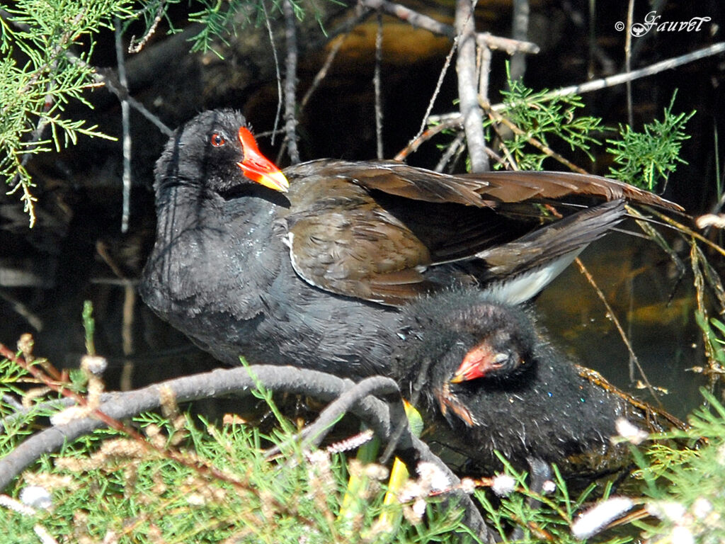 Gallinule poule-d'eau