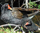 Gallinule poule-d'eau