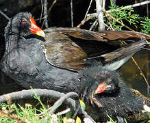 Common Moorhen