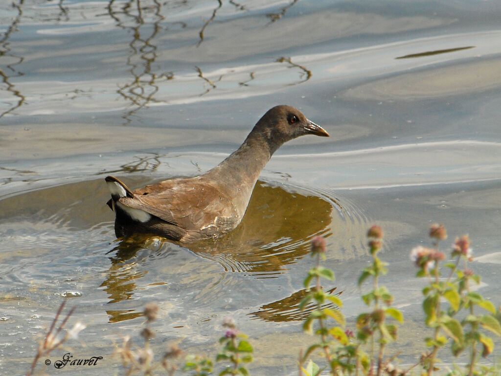 Common Moorhen