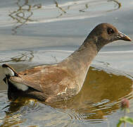 Common Moorhen