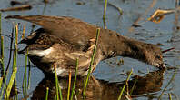 Gallinule poule-d'eau