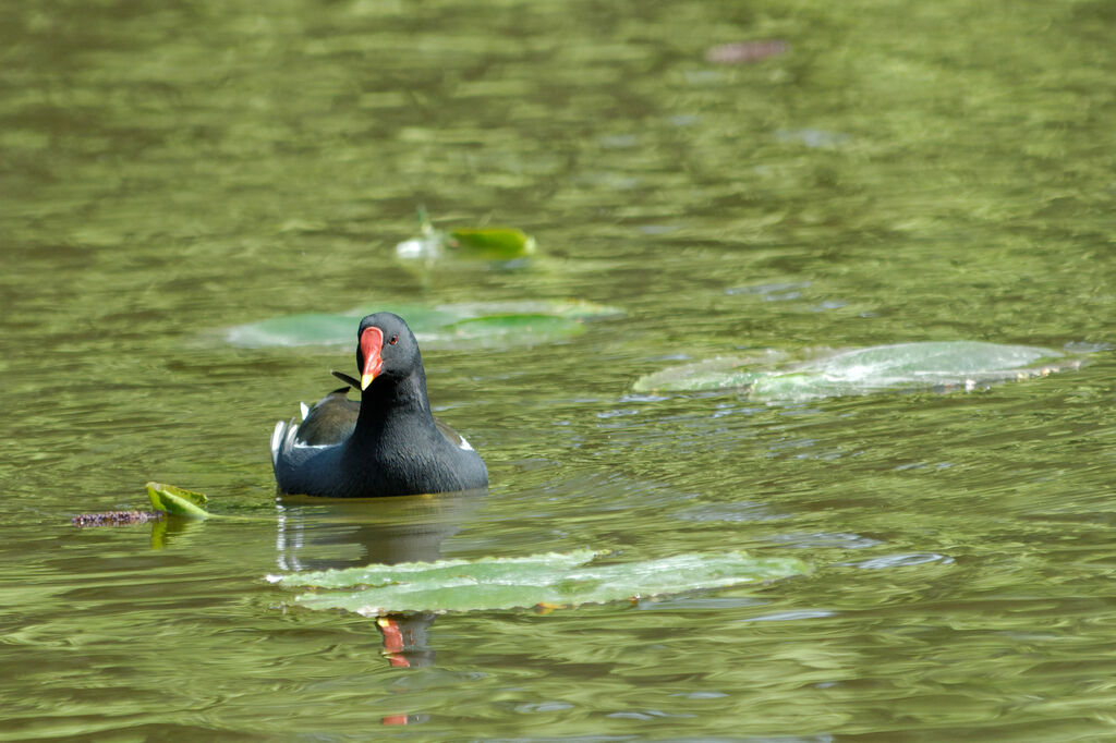 Gallinule poule-d'eauadulte nuptial, identification