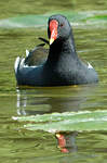 Gallinule poule-d'eau