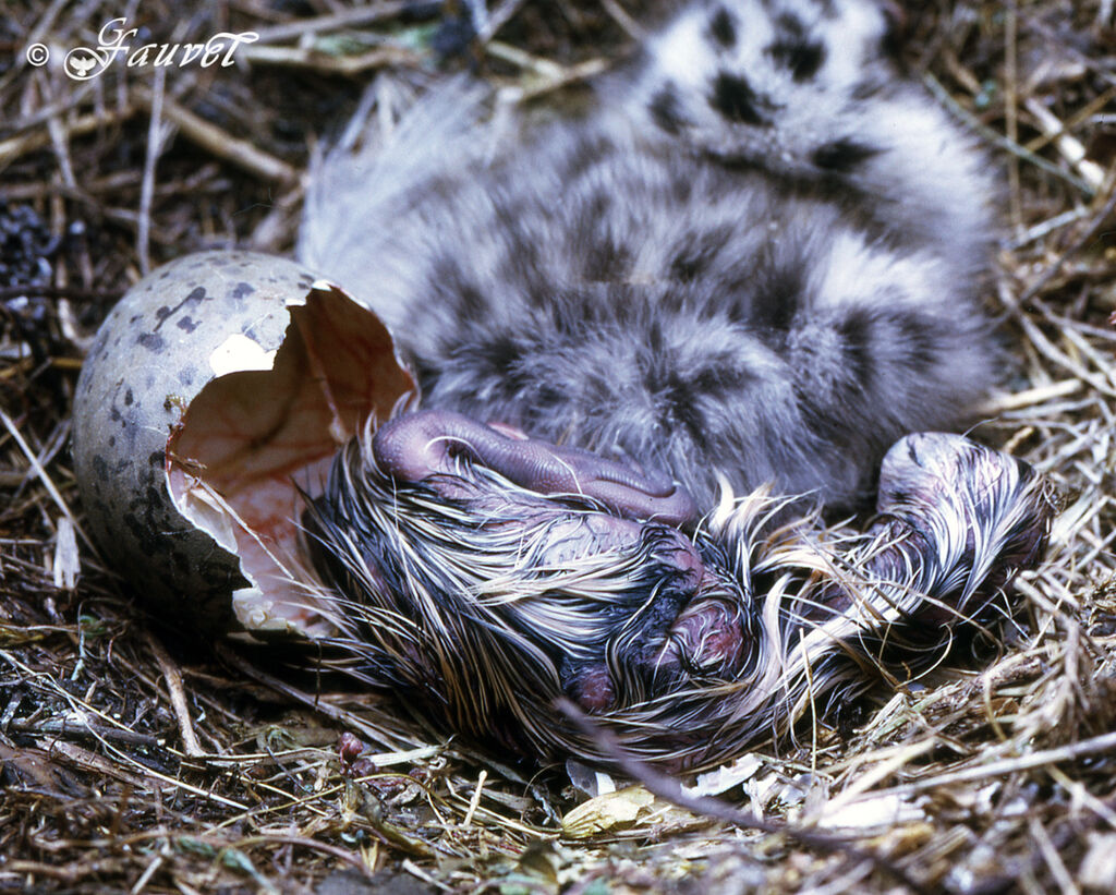 European Herring Gull