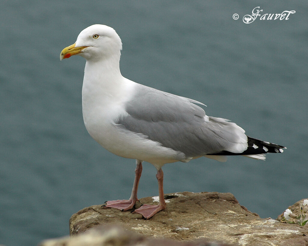 European Herring Gull