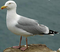 European Herring Gull