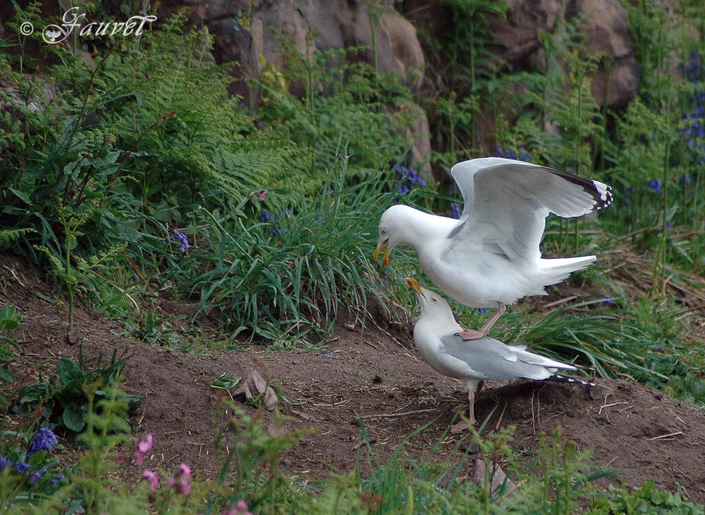 European Herring Gull