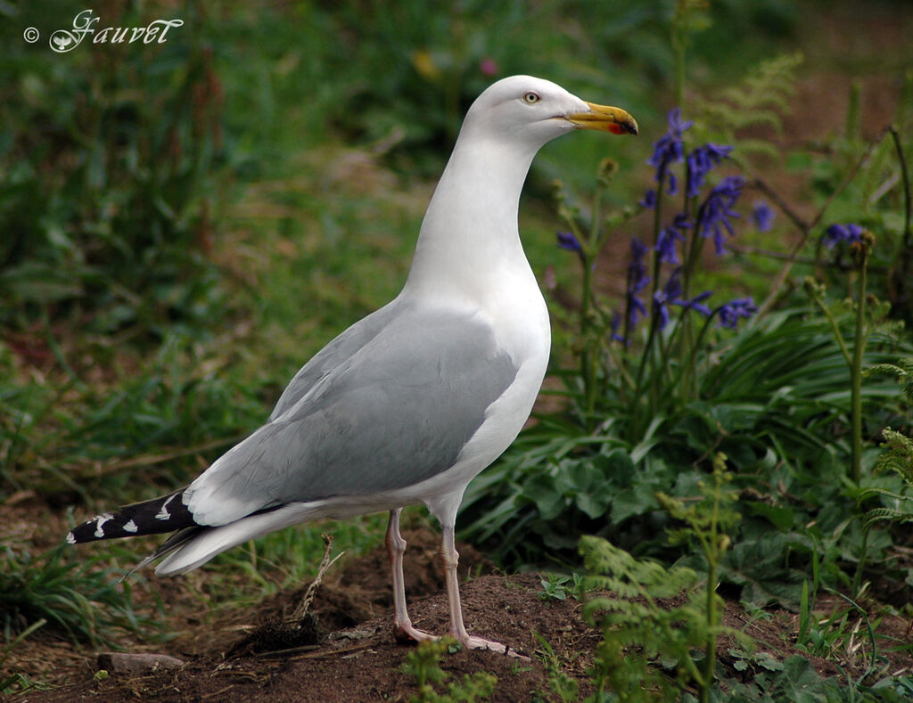 European Herring Gull